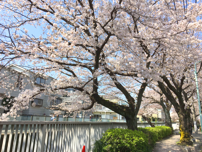久我山Y's gift  ワイズギフト ブログ 桜の写真