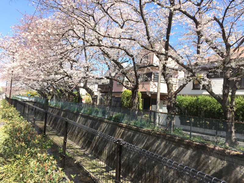 久我山Y's gift  ワイズギフト ブログ　桜の写真